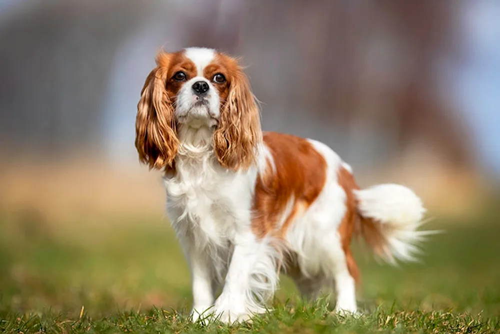 King Charles spaniel