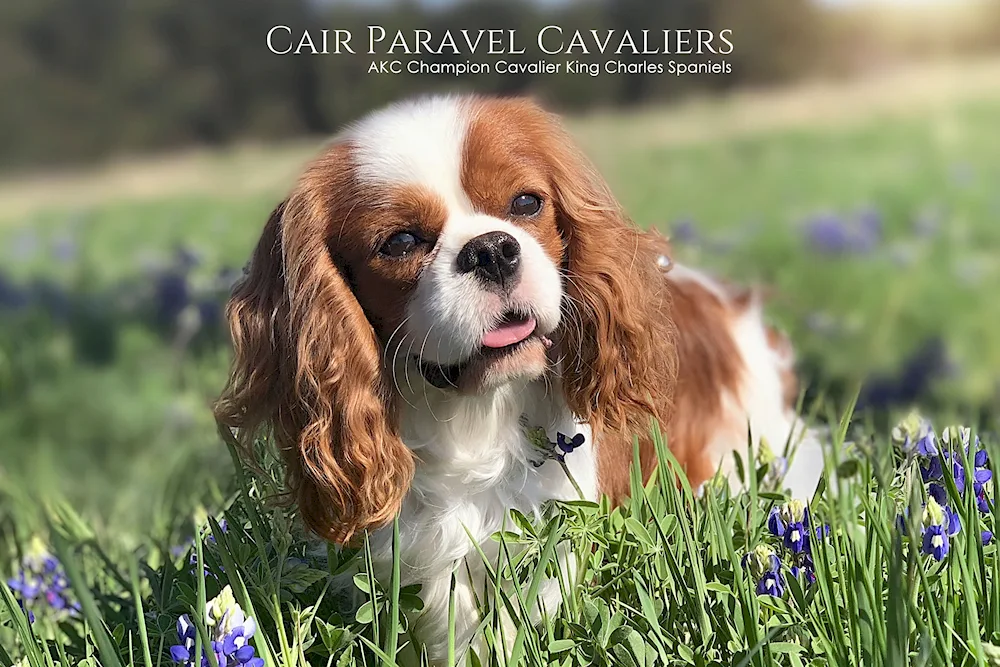 King Charles spaniel