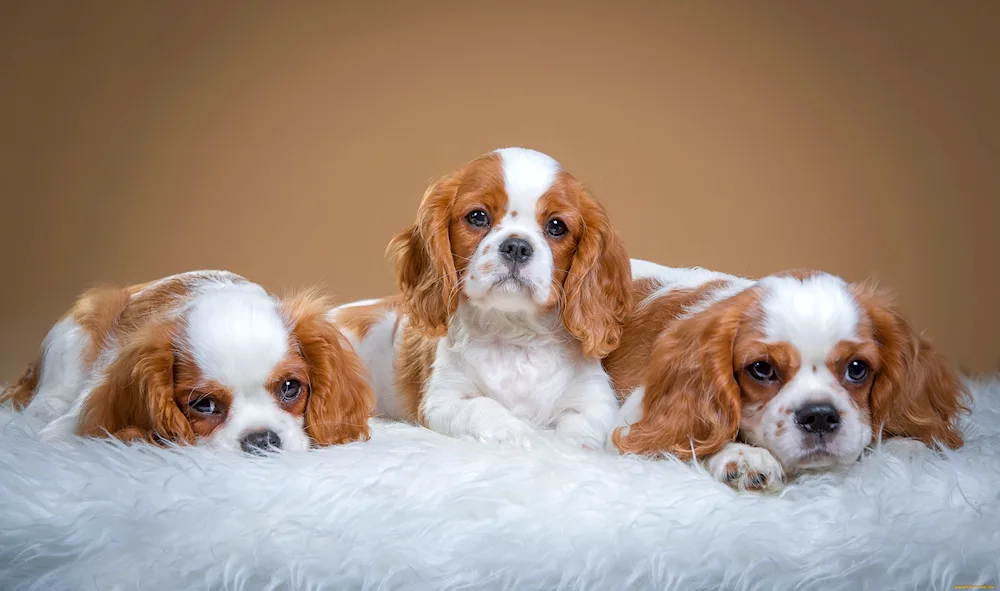 King Charles spaniel