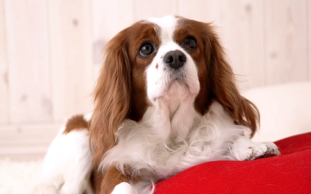 King Charles spaniel