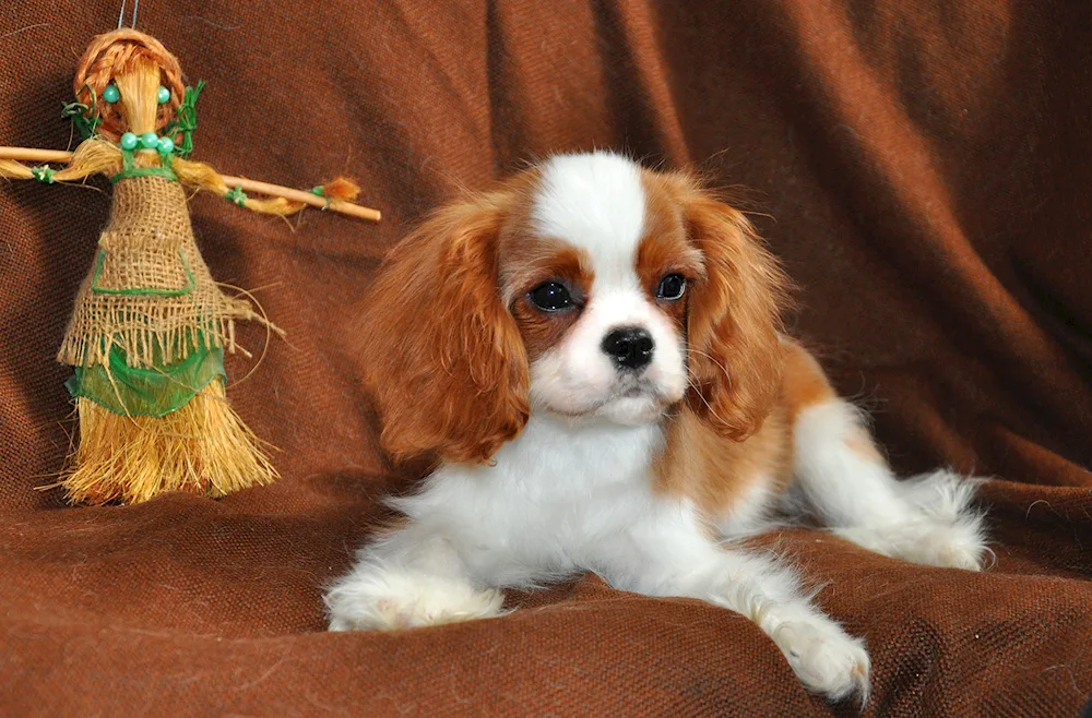 English Cocker spaniel