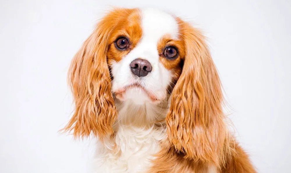 King Charles spaniel