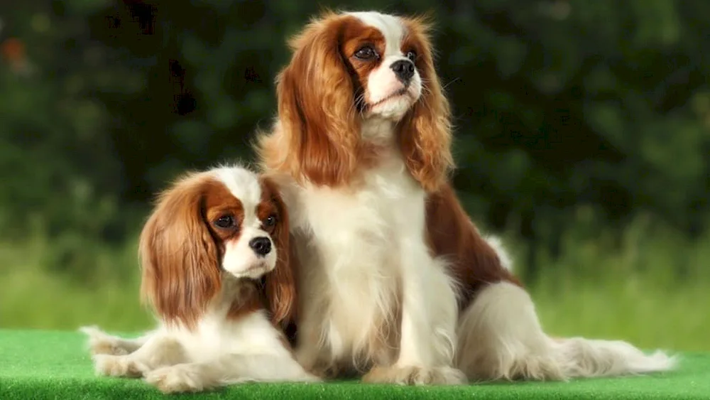 King Charles spaniel