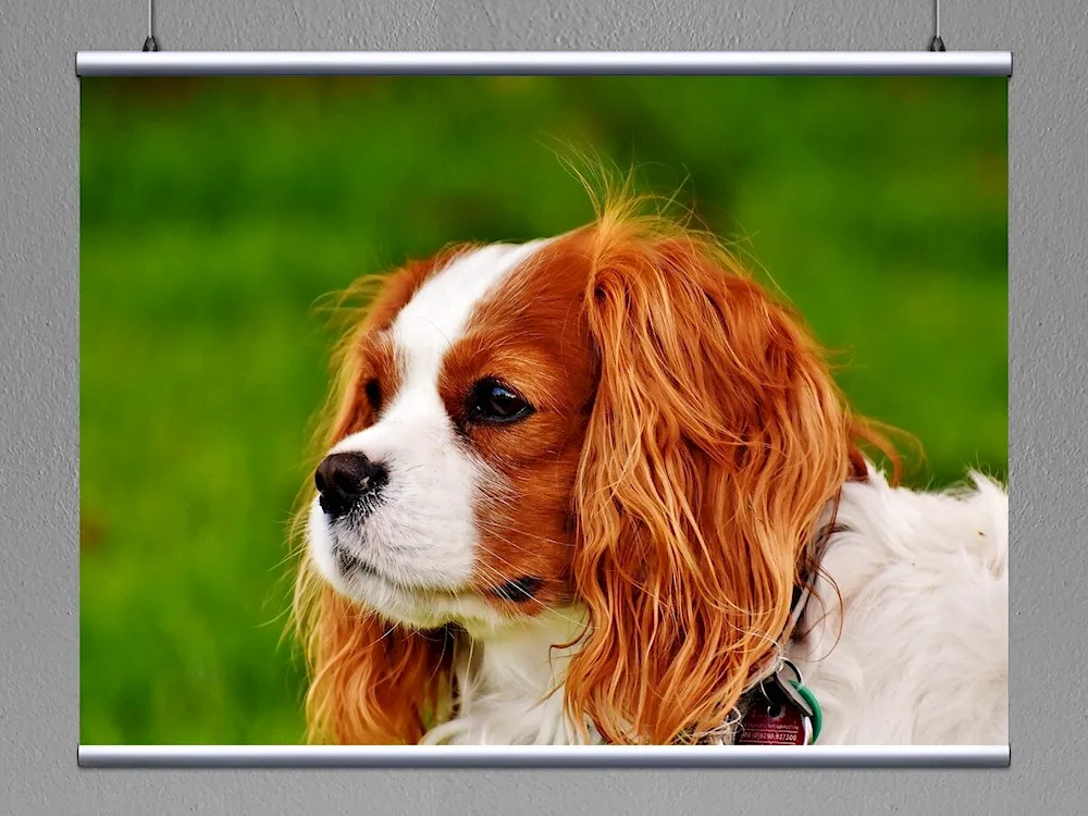 King Charles Spaniel