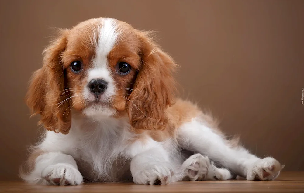 King Charles spaniel