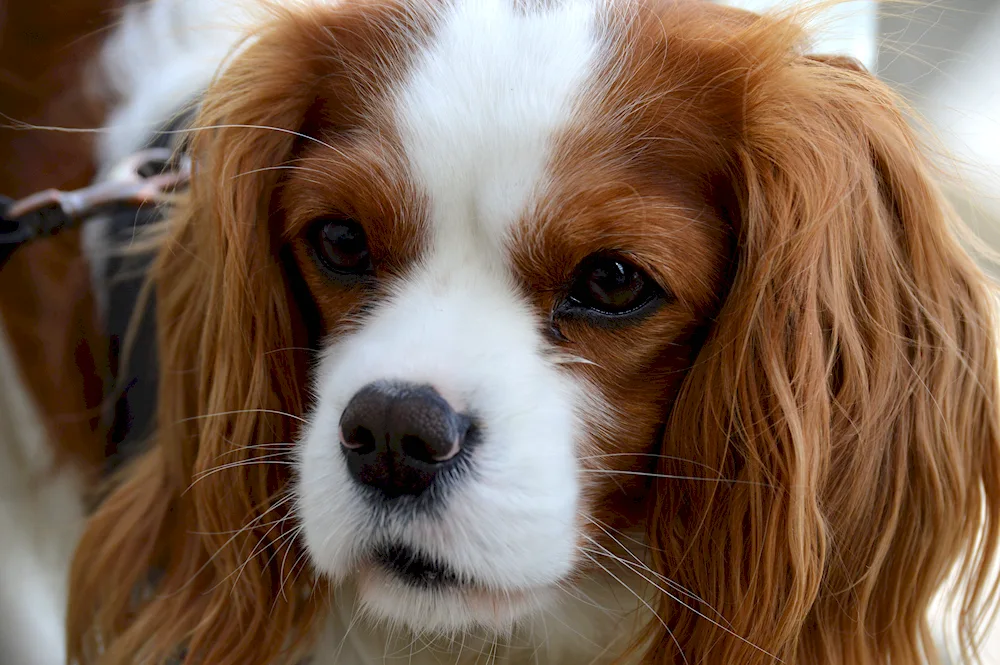 King Charles spaniel