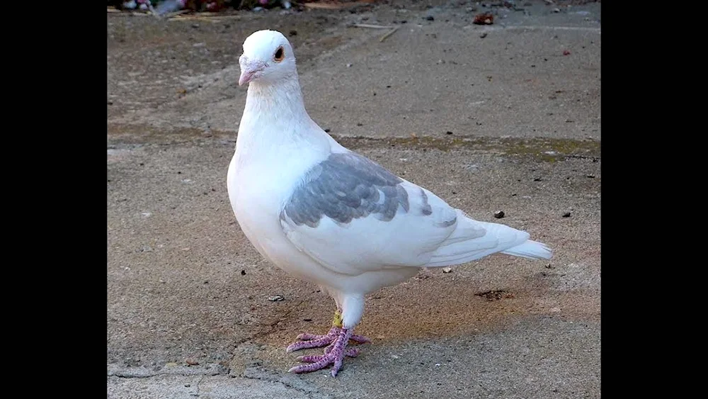 King pigeon