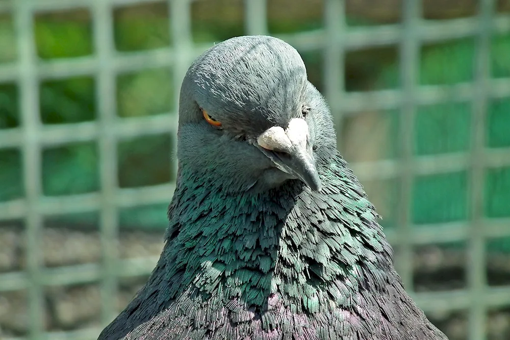 King pigeon in the city