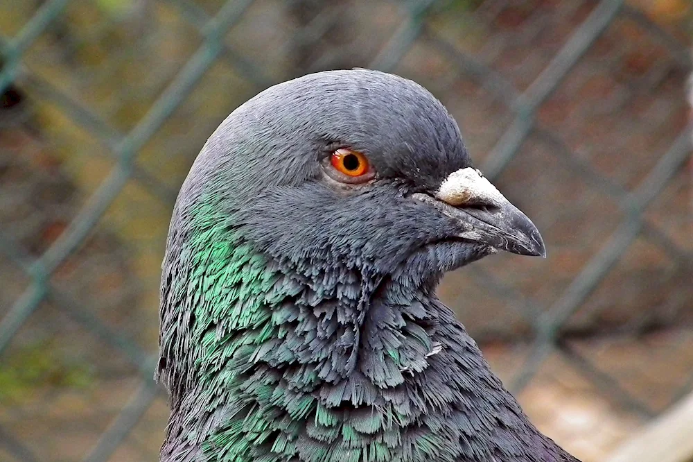 King pigeon