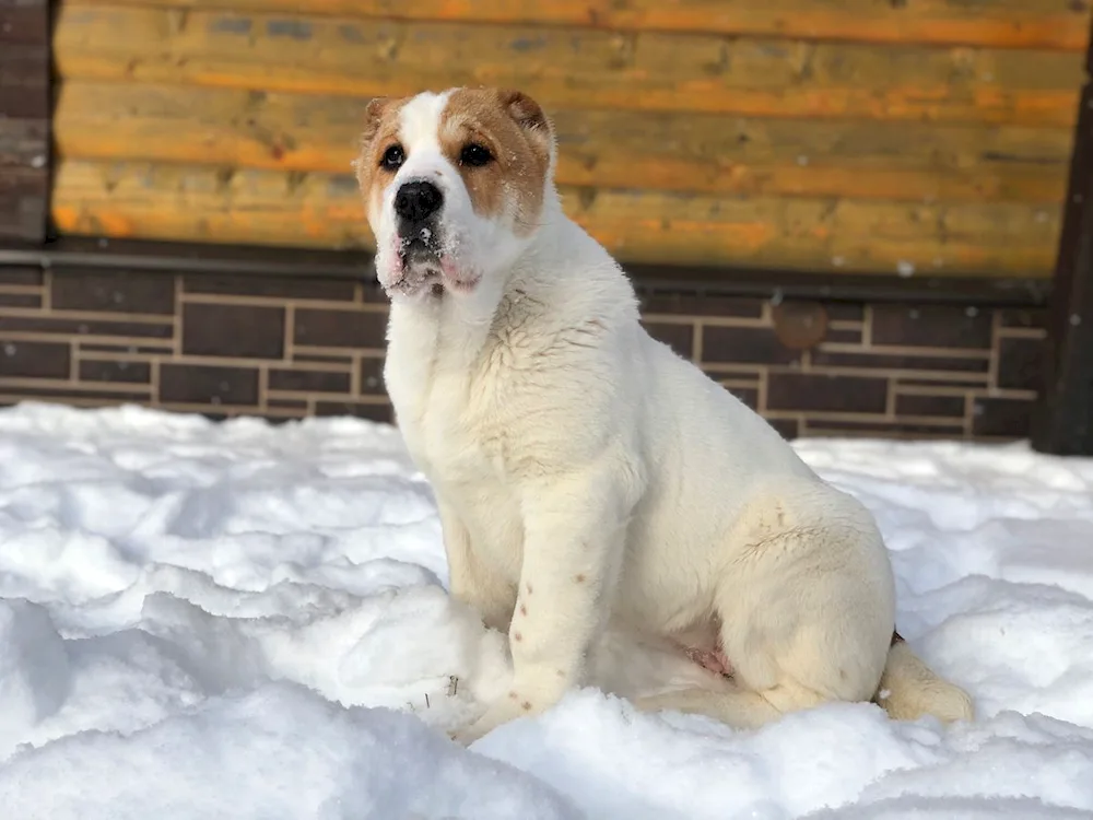 Middle Asian shepherd dog