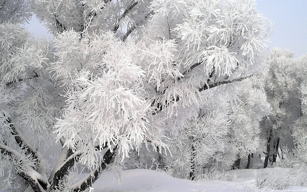 Blue spruce needles