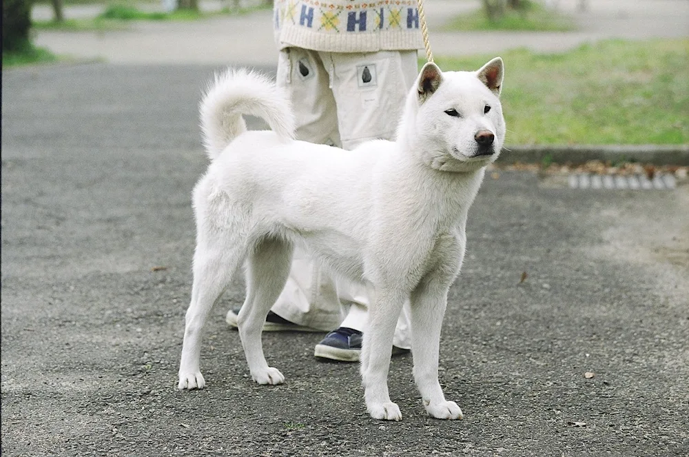 Kishu inu