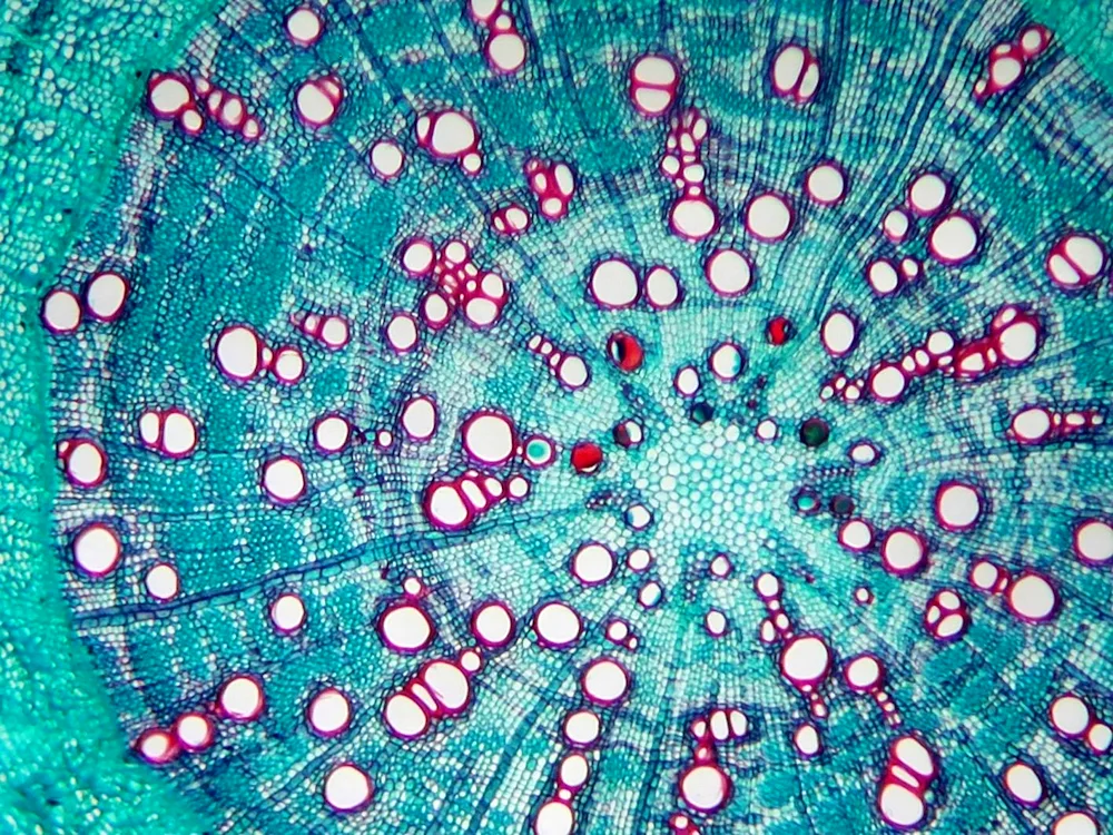 Cilicaceae. cells under a microscope