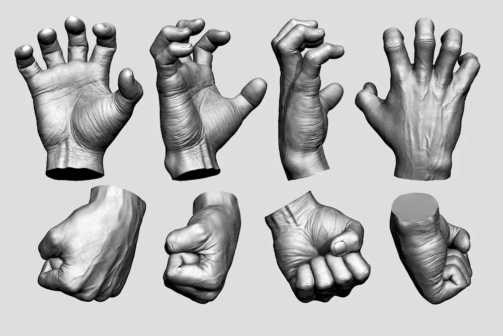 Human HandAnatomy of Hand