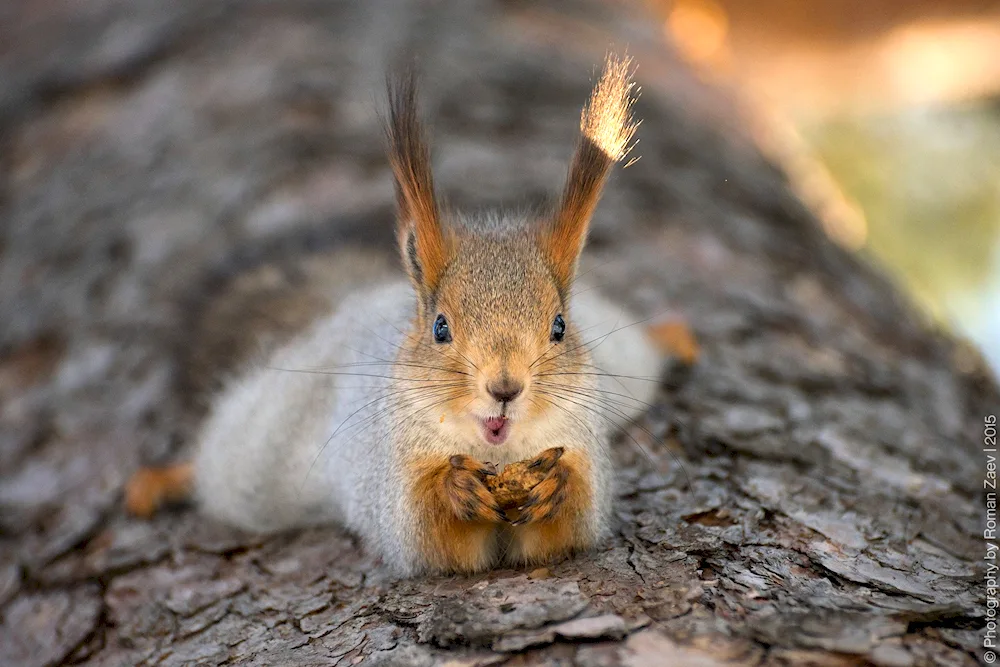 Kiste-eared squirrel