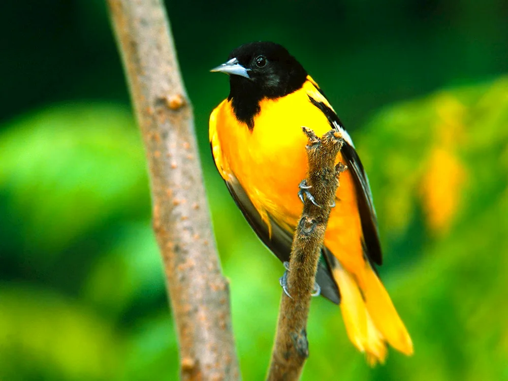 Chinese black-headed oriole