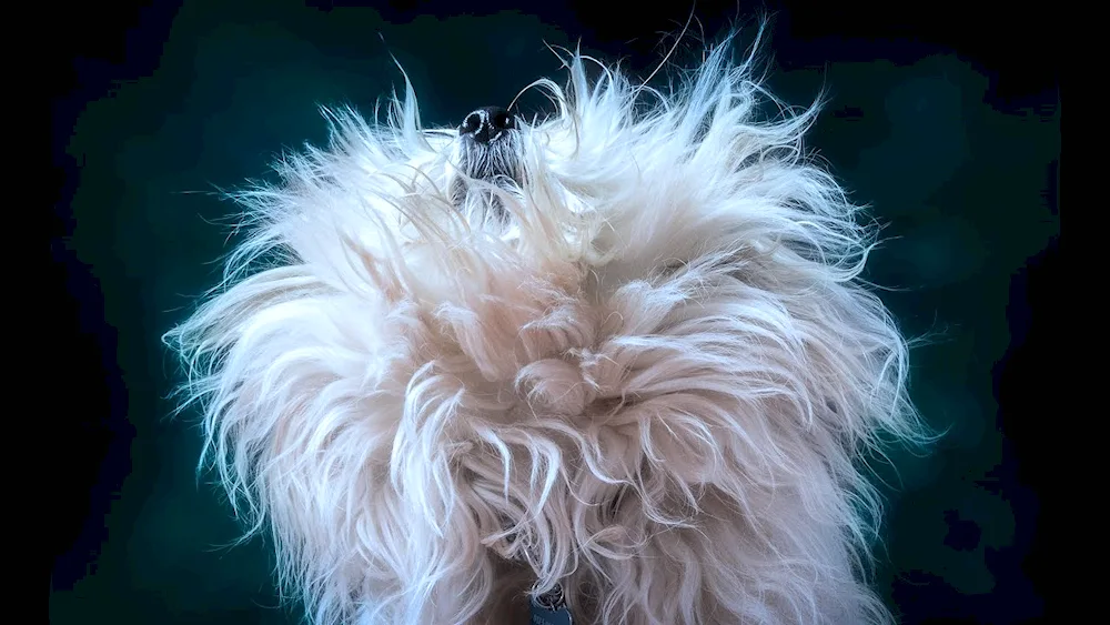 Chinese Crested