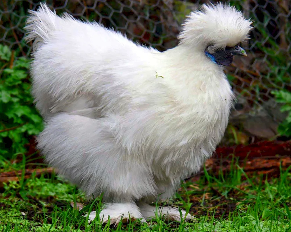 Dutch White-crested hens