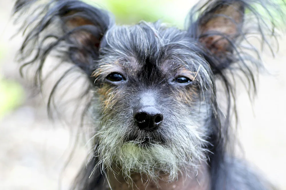 Chinese Crested Dog