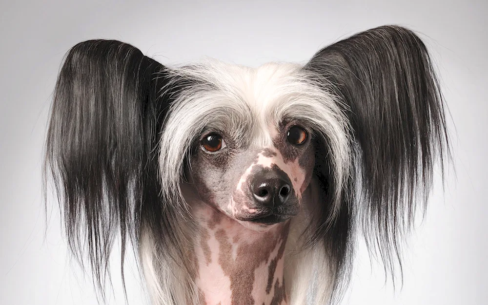 Chinese Crested dog