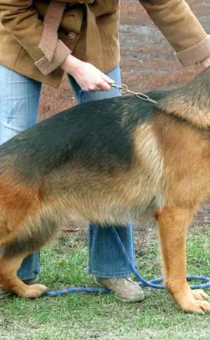Chinese German Shepherd