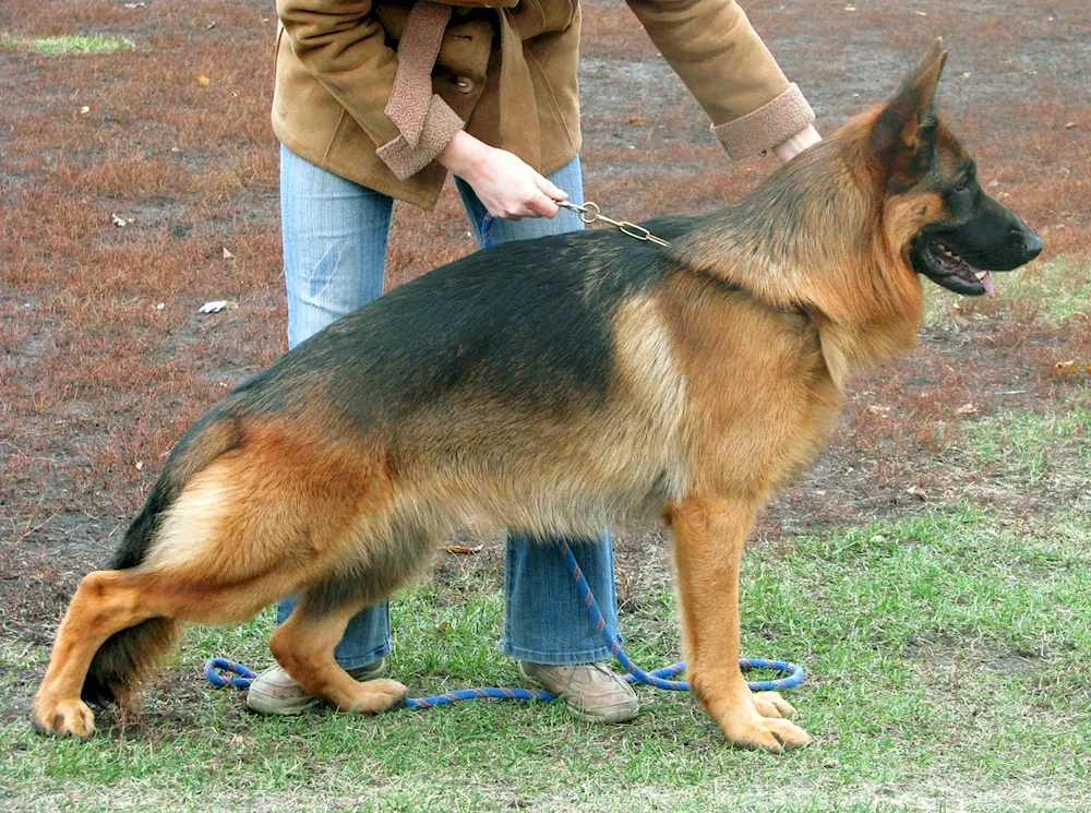 Chinese German Shepherd