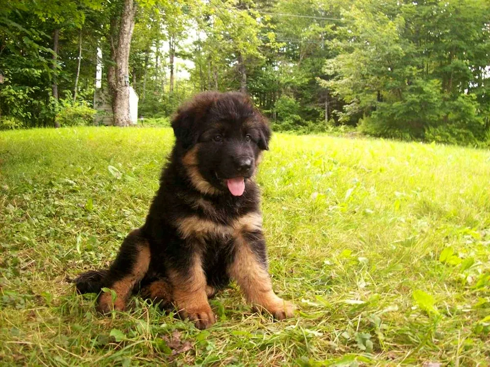 Bavarian Shepherd