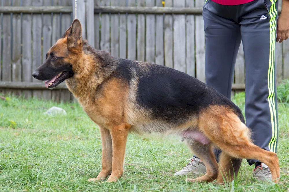 German Shepherd Dog Quasimodo