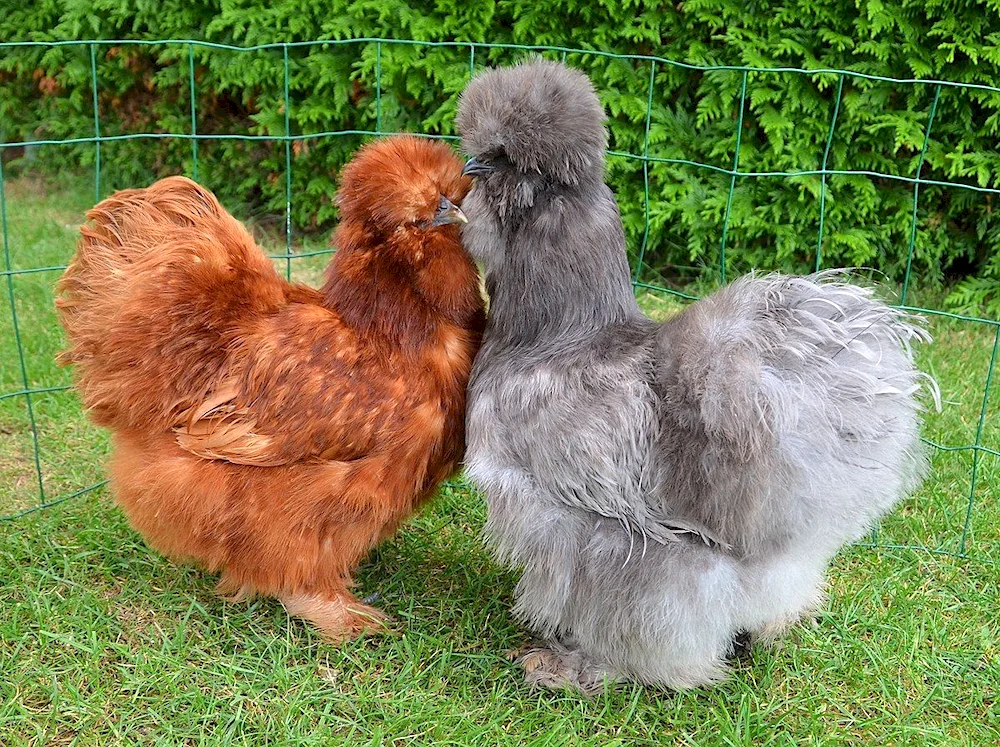 Dwarf Curly Cochinhin