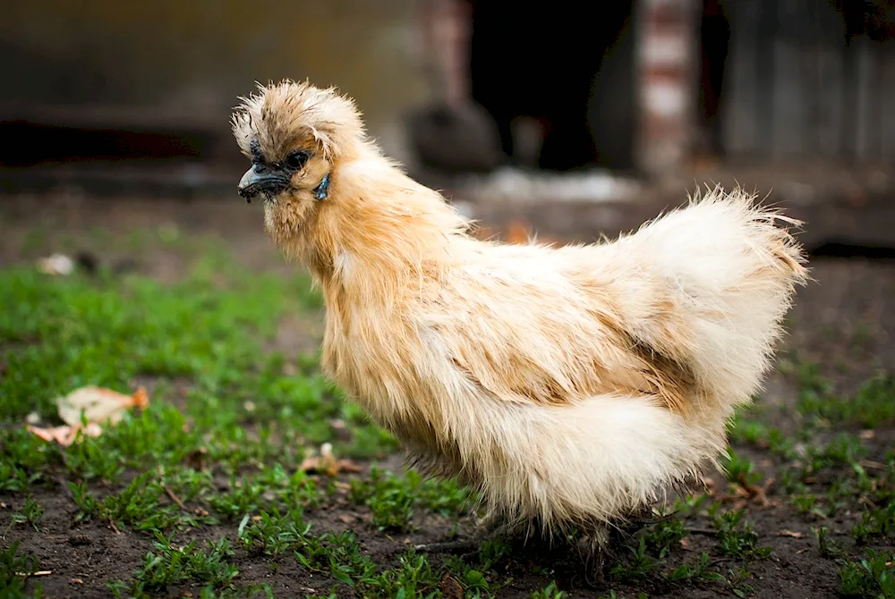 Dutch white-crested hen hens