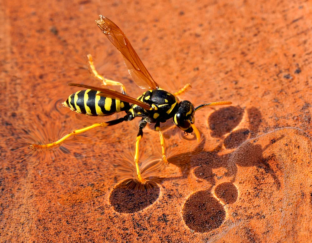 Chinese yellow wasp