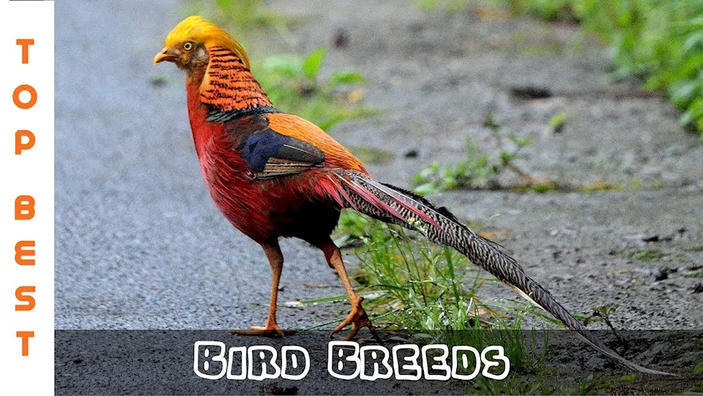 Red loach bird