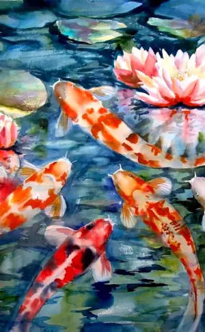 Chinese Koi Carp