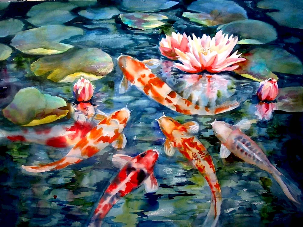 Chinese Koi Carp