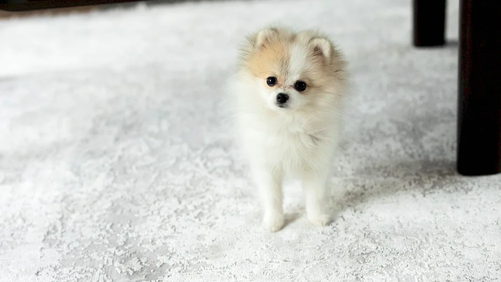 Short-haired Spitz Schnauzer