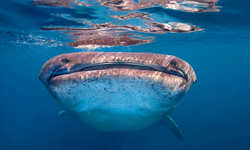 Keith shark in the sea