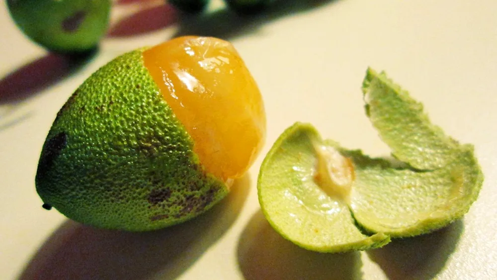 Green bergamot fruit