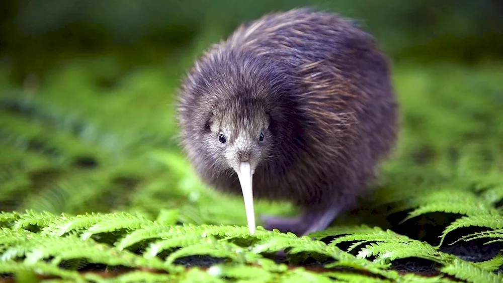 Kiwi bird