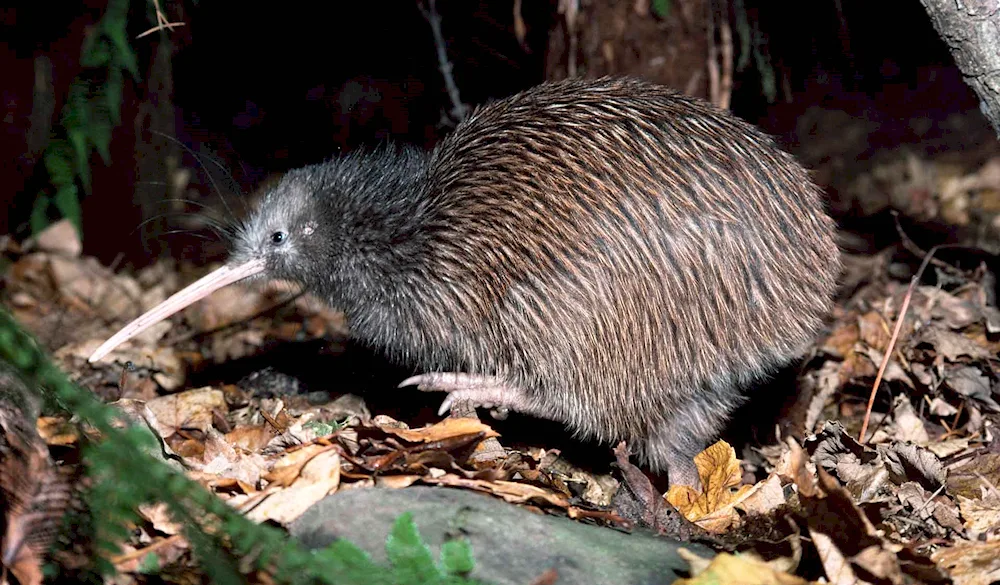 Kiwi bird