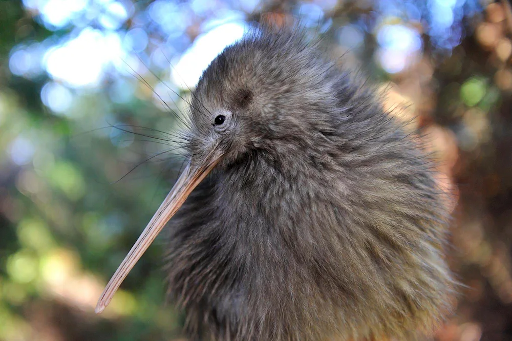 Kiwi bird