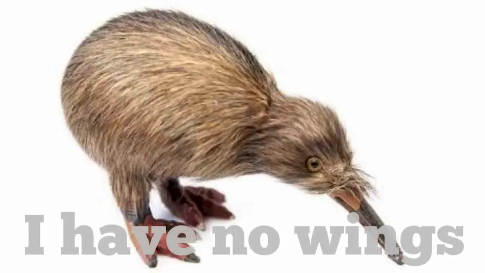 Kiwi bird