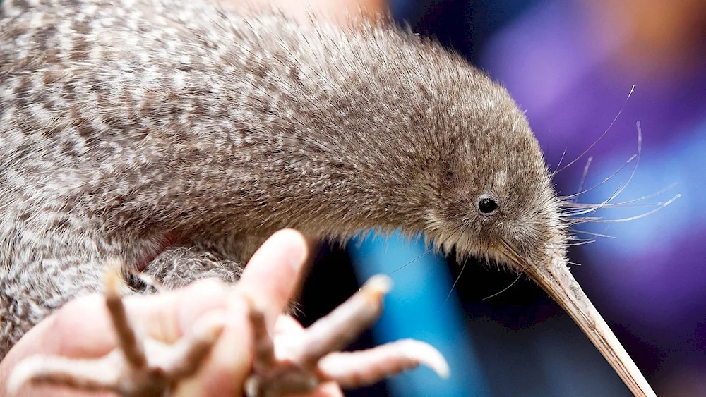 Kiwi bird