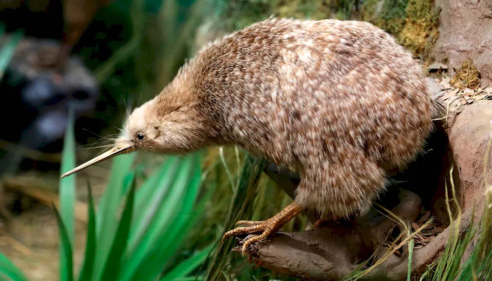 Kiwi bird