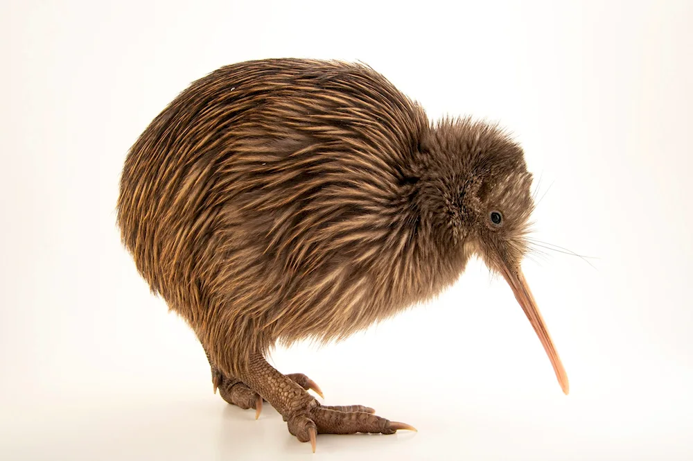 Kiwi bird