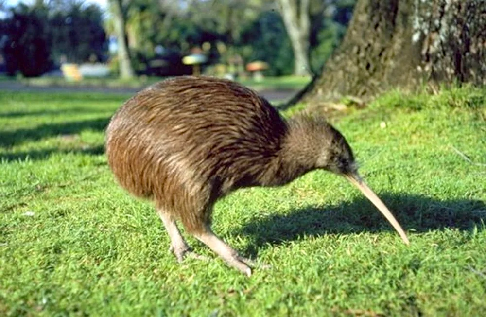 Kiwi bird bird