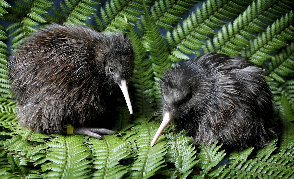 Kiwi bird