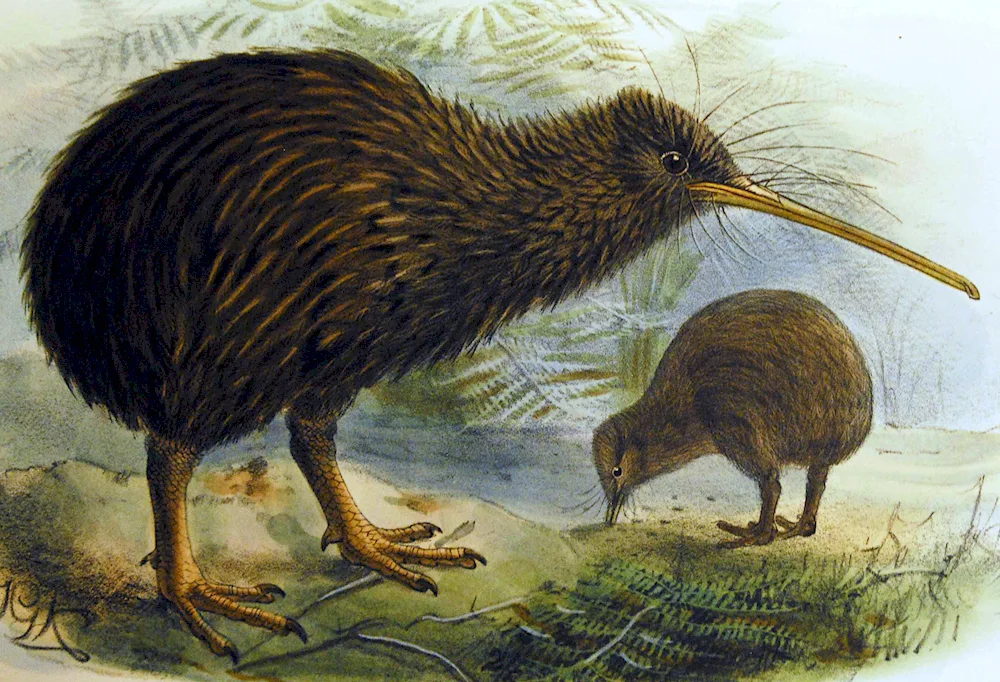 Kiwi bird