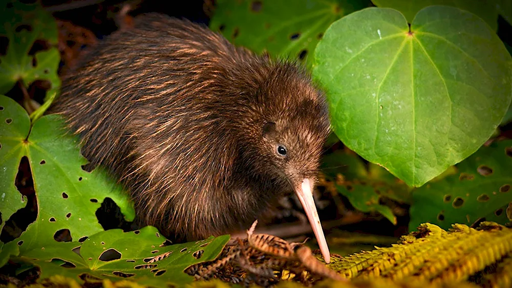 Kiwi bird in New Zealand