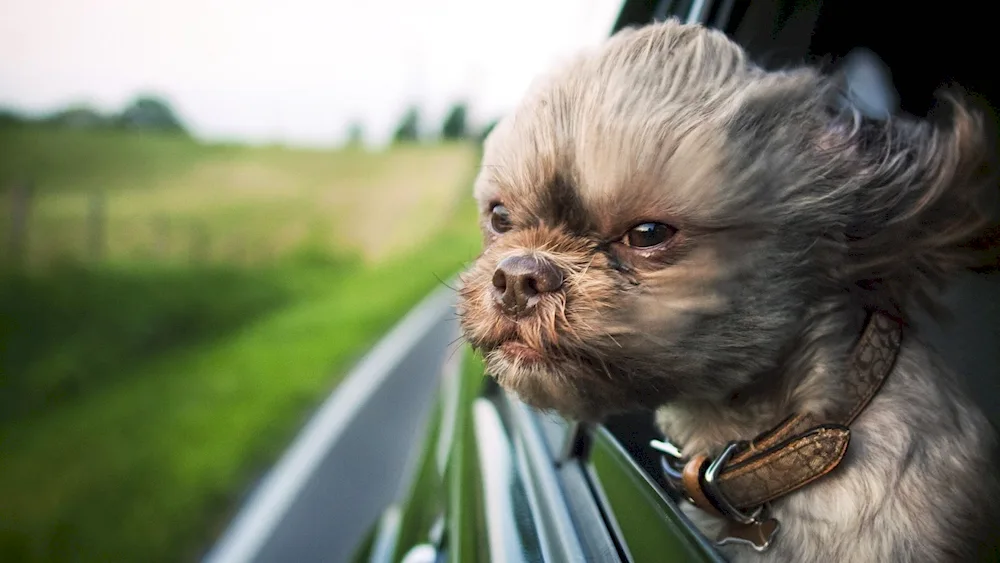 Funny dogs