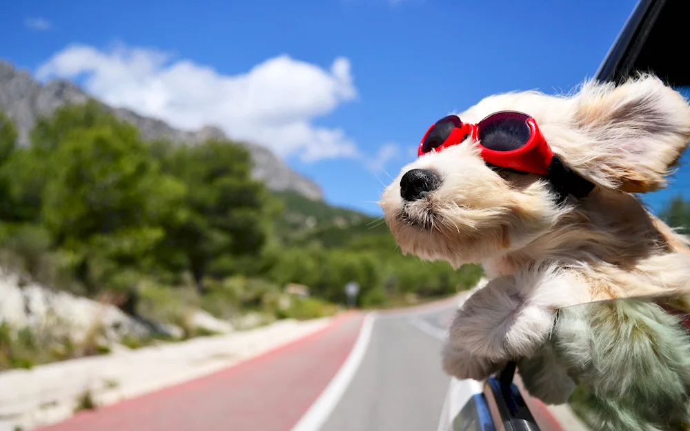 Dog on the railway track